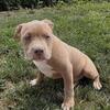 American/Micro Bully