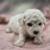 CKC reg Bichon puppies