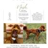 Mini Goldendoodle Stud Service
