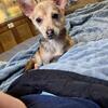 Pomchi Fixed Girl Looking A Home (Please Share)