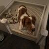 Brittany Puppies AKC