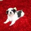 Shih Tzu Female "Bunny" Small