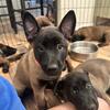 Purebred Belgian Malinois Puppy - Female