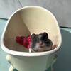 Syrian Hamsters