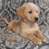 Beautiful Goldor puppies for sale
