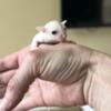 Female baby leucistic sugar glider/suggie/joey for rehoming