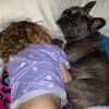 Female French Bulldog