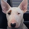 Bull Terriers AKC registered puppies for sell