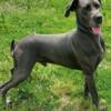 Great Danes for rehoming