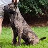Intact Male Dutch BRN not AKC