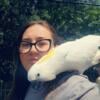 Sulphur-crested cockatoo