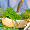 BABY GREEN IGUANAS