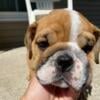 Rizo- English Bulldog male