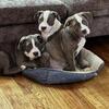 9 week old American Bully’s seeking a new home!!