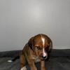 Australian Shepherd/Golden Retriever & Terrier/Doodle Mix
