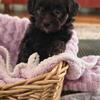 Teacup Parti Clrc Yorkie Pups