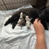 Toy Poodle puppies available