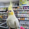 Lovely tamed Cockatiel birds available now