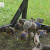 Button quail