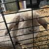 (URGENT/FREE) Rabbit for Rehoming