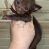 Chocolate Siamese kitten Ohio