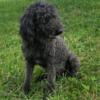 Standard poodle blue male ESA or service prospect