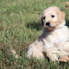 Beautiful, healthy, GoldenDoodle puppies available 