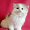 NEW Elite Scottish straight kitten from Europe with excellent pedigree, female. Odeliya