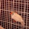 *Sold* Zebra Finch hen CFW Chestnut Flanked White