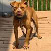 Jeep/Redboy male 20 months ADBA REG.