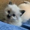 Himalese kittens