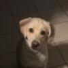 FREE FEMALE WHITE LAB