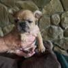 French Bulldog Female