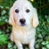 AKC ENGLISH CREAM RETRIEVER PUPPIES