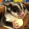 Sugar Glider rescue is now accepting unwanted gliders