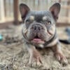 AKC French bulldog 