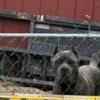 Cane corso pups 900 cash today