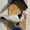 Armenian tumbler pigeons for sale , also available Iranian shirazi and lahore