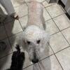 Standard Poodle
