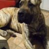 Presa Canario Pups Available