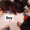 PUG/BOSTON TERRIER PUPPIES. 5 MALES.1 FEMALE. NEW PHOTOS ARE UP.