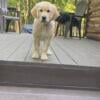 11 week old Beautiful Golden Retriever Puppies! AKC registered and health tested