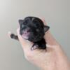 Very tiny Merle chihuahua puppies