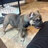 micro bully