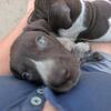 GSP puppies AKC papers 