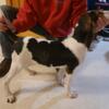 Treeing Walker Coonhound pups