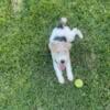 Wire haired Fox terrier