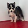 Alaskan Klee Kai Puppies:  Taking deposits now on these gorgeous puppies