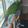 Military Macaw