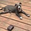 Blue female APBT puppy